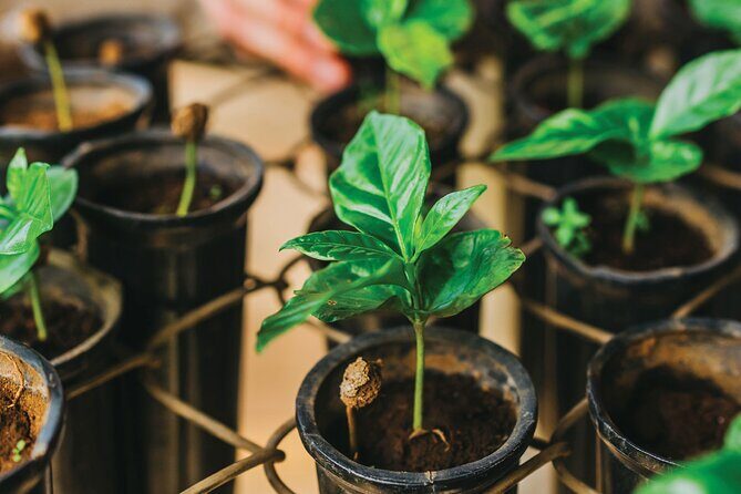 Hacienda Doka Coffee Experience Tour - Who Is This Tour Best For?