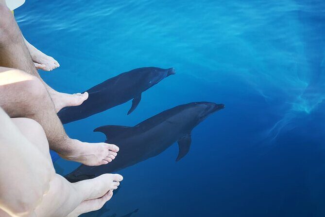 Half-Day Dolphin Watching and Snorkeling in Samara - FAQ