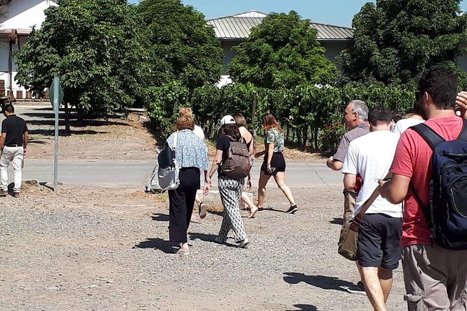 Half-Day Small-Group Santa Rita Vineyard Tour - The Experience in Detail: What You Can Expect