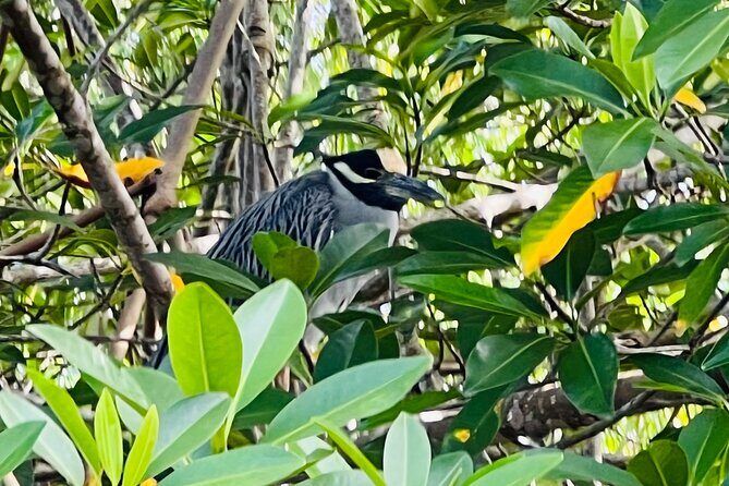 Half day Tortuguero Canal, Cahuita National Park & Puerto Limon - Who Would Love This Tour?