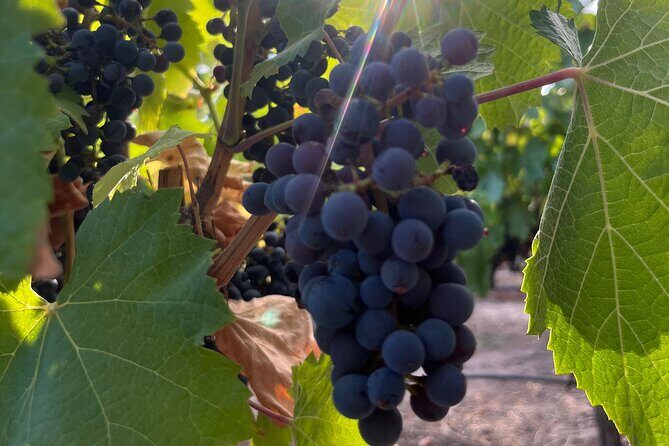 Half Day Winery Tour - FAQ