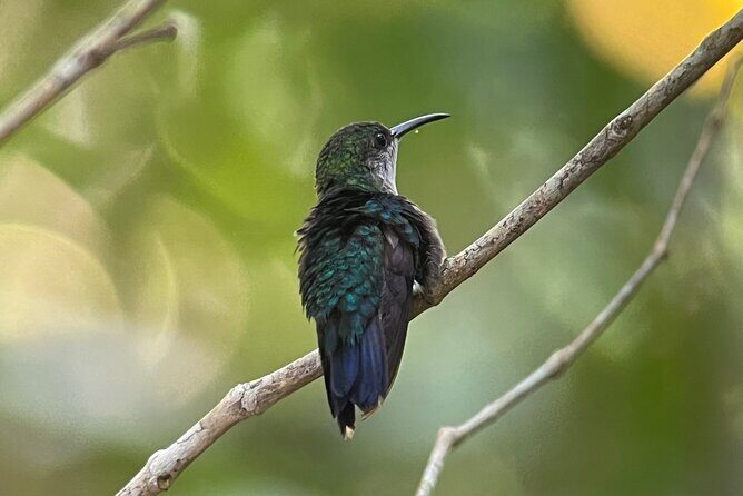 Hike in Manuel Antonio National Park with Transportation - FAQ