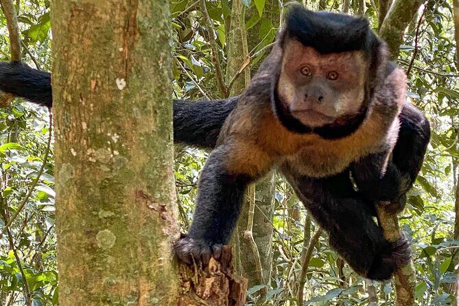 Hiking in the Tijuca Forest : Waterfalls and Caves - Starting Point: From Hotel to Nature