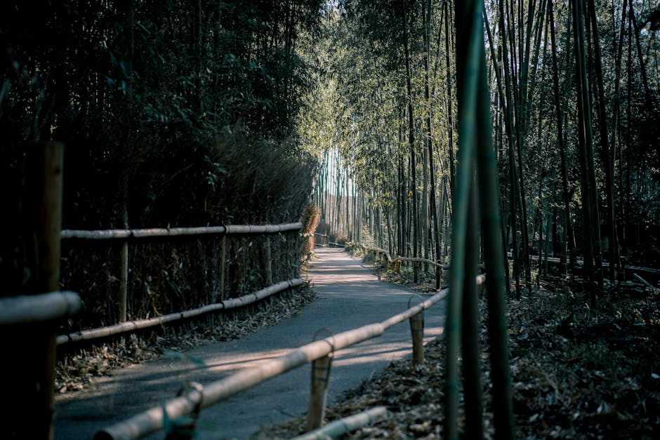 Serene bamboo pathway in Kyoto's Arashiyama, surrounded by l