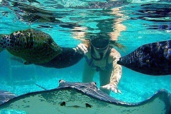 Johnny Cay Tour Haynes Cay Aquarium, Watching and Mangroves - Who Should Consider This Tour?