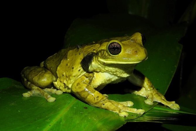 Jungle Night Tour - Who Should Consider This Tour?