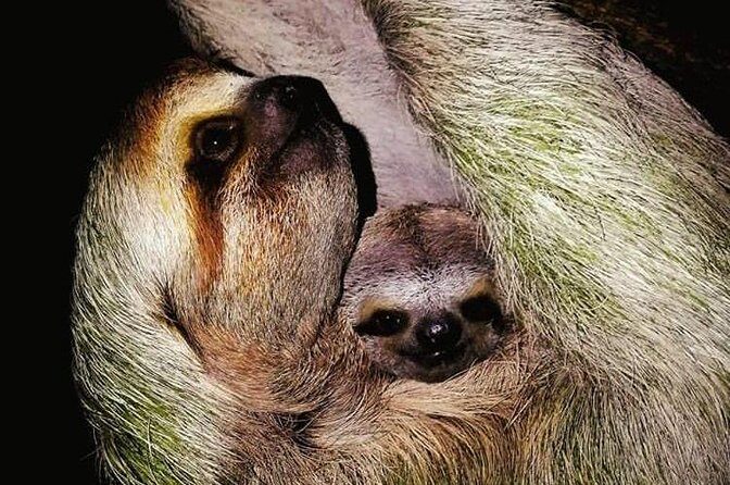 Jungle Night Tour Manuel Antonio - Final Thoughts: Is This Tour Worth It?