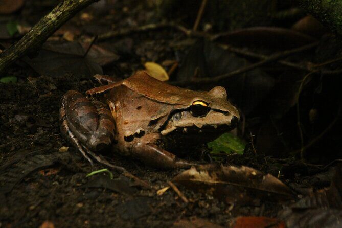 Jungle Night Walk in Manuel Antonio - Why This Tour Offers Real Value