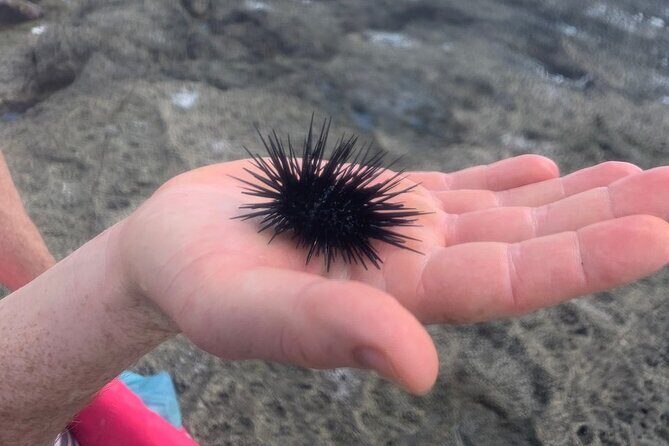 Kayak and Snorkelling trip to Capitan Island; part of Las Baulas National Park - The Sum Up
