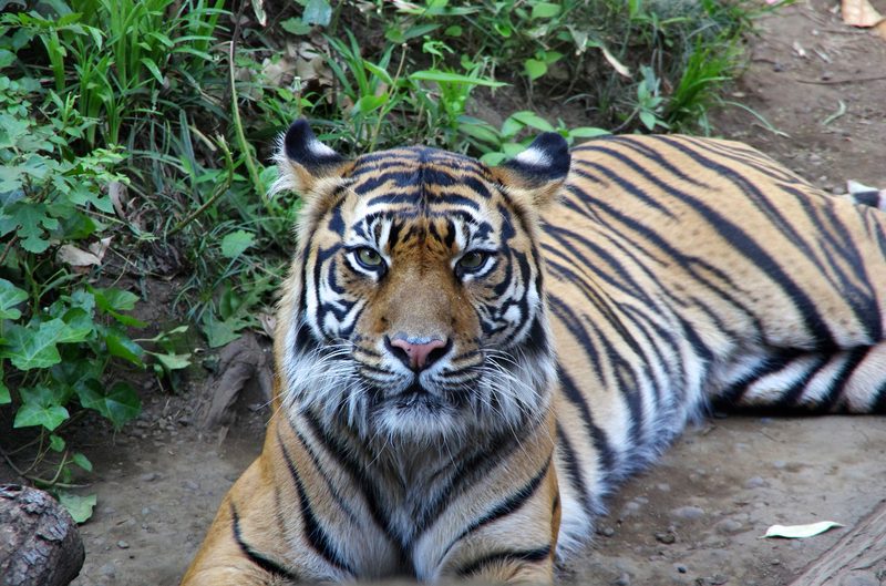 Ueno Zoo in Tokyo, Japan