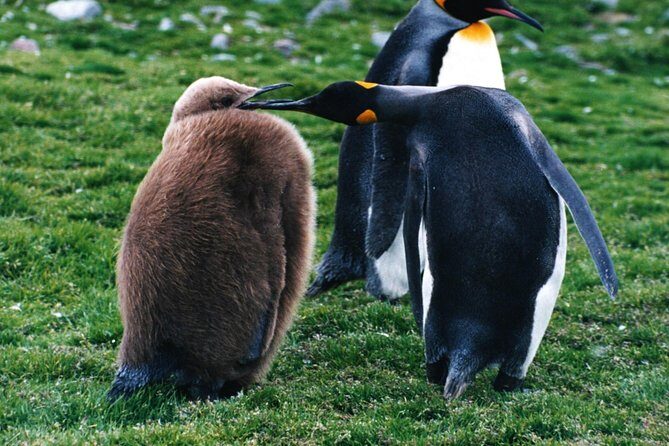King Penguin & Tierra del Fuego Tour - The Full Experience: What to Expect and How It Feels