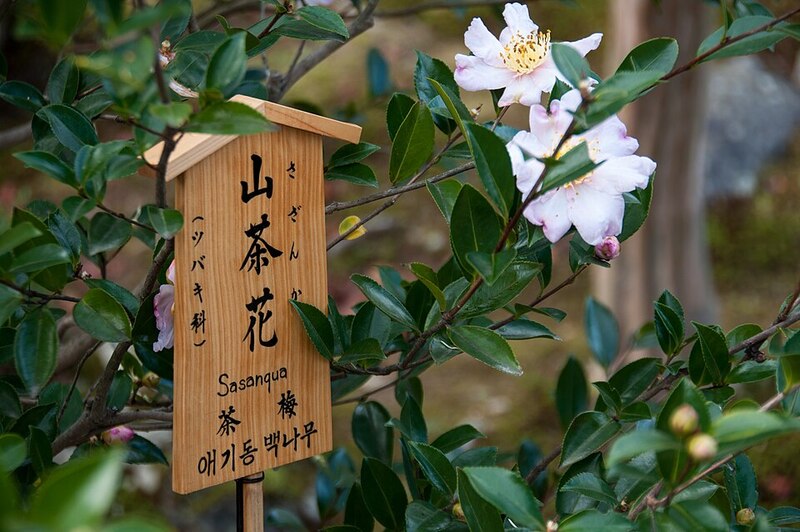 Tenryuji Temple, Kyoto City, Kyoto Prefecture, Japan.