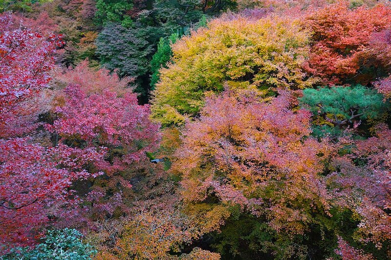 Trees in autumn foliage around Tōfuku-ji, Kyoto.