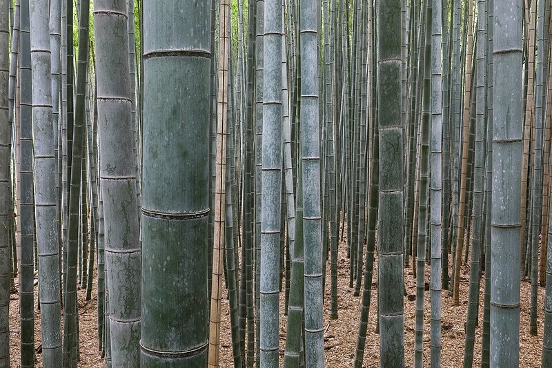 Arashiyama Bamboo Grove, Kyoto