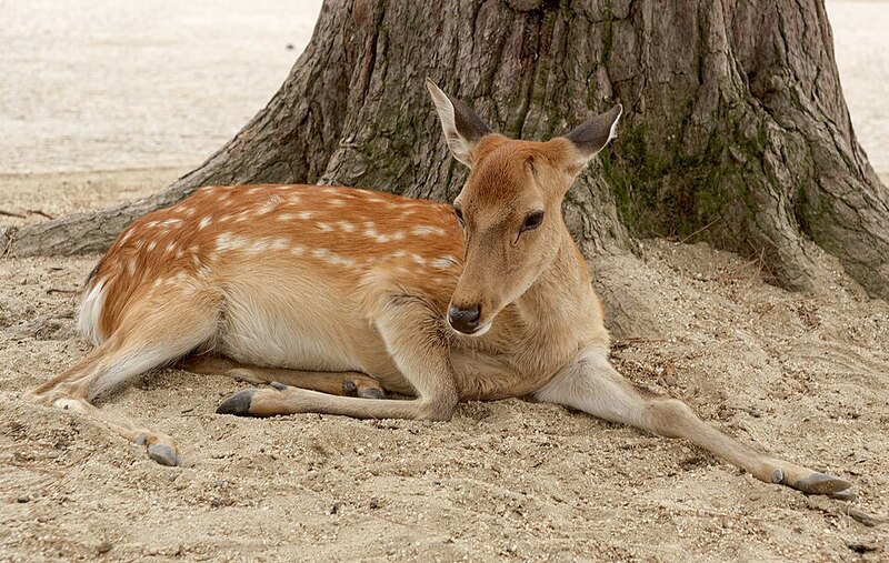 Sika deer in Nara, Japan