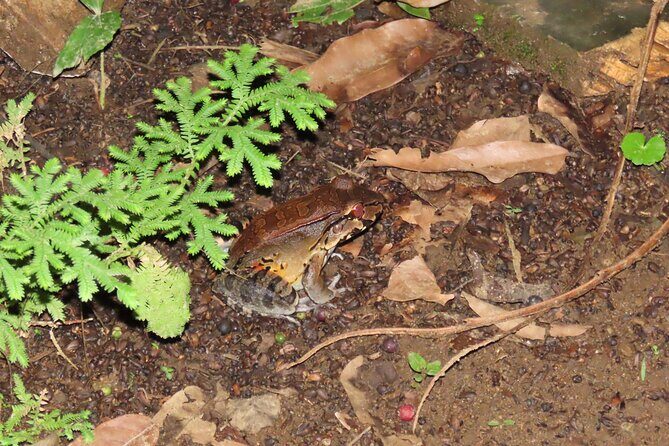 La Fortuna Educational Night Walk - Who Should Consider This Tour?