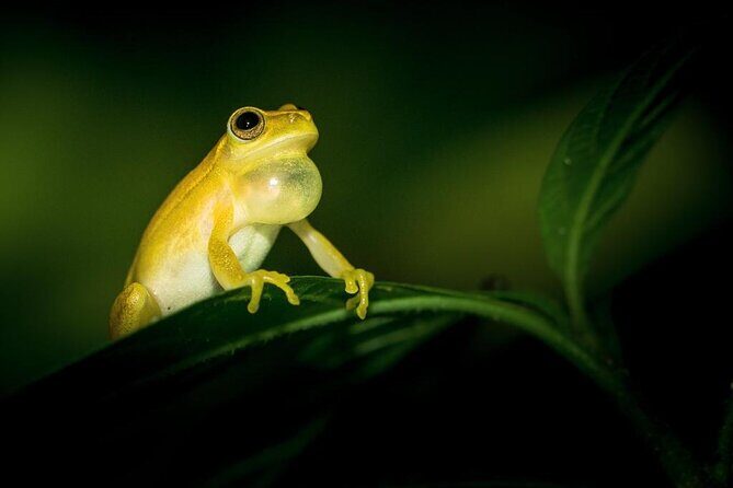 La Fortuna Night Tour - Private - Why This Tour Works Well for Certain Travelers