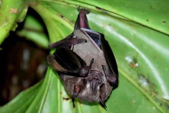 La Fortuna Night Walk (Private Tour) - Why Choose This Night Walk?