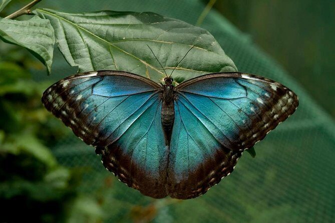 La Paz Waterfall Gardens and Wildlife Refuge Tour from San Jose - The Value and Practicalities