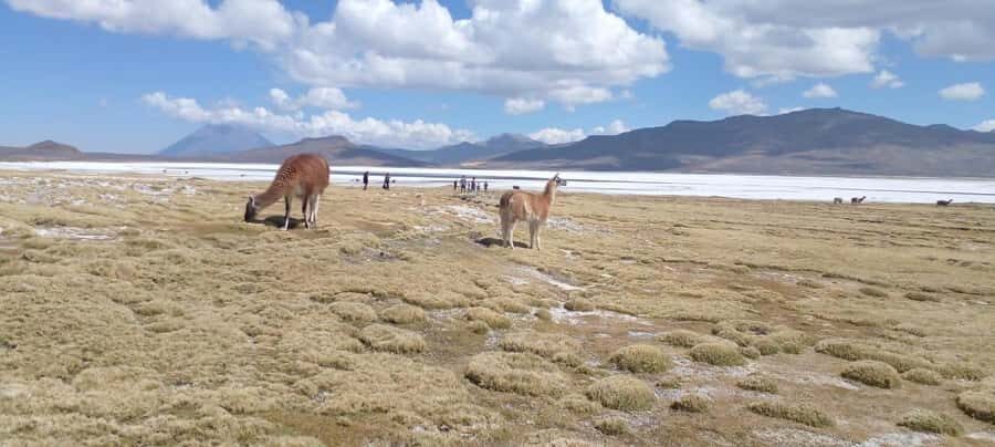 Laguna and Salar de Salinas with a panoramic view of the Misti and Chachani Volcanoes. - Who Will Enjoy This Tour?