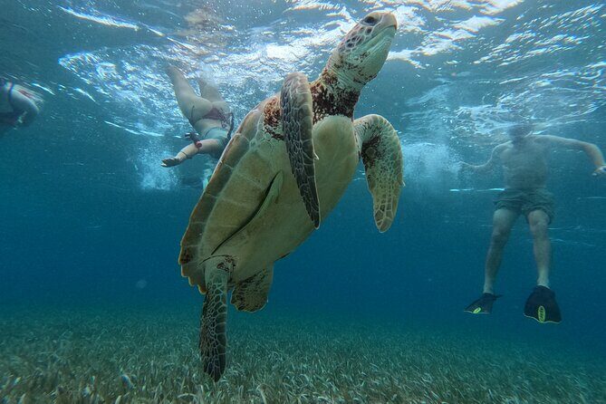 Let's snorkel Hol Chan the Best Marine Reserve in Belize - The Sum Up: Who Should Sign Up?