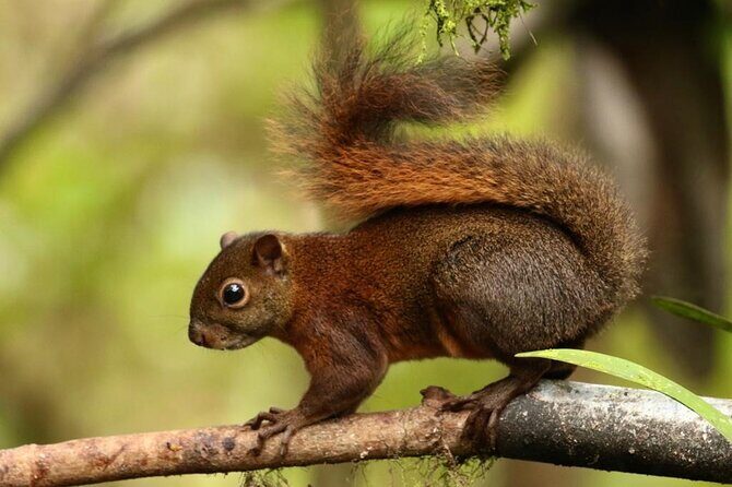 Low Cost Birdwatching Tour in Mindo (Tanagers, hummingbirds) - Exploring the Details of the Birdwatching Tour