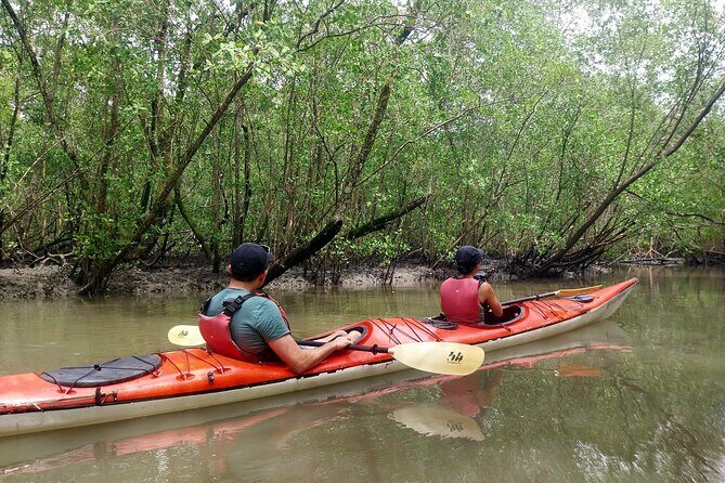 Mangrove, Beaches and Islands by Kayak tour - An In-Depth Look at the Kayak Tour Experience