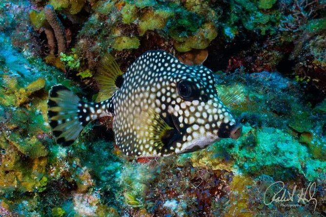 Mangrove tour,Horseback Riding, Snorkeling and beach in Roatan - The Mangrove Cruise: Nature’s Labyrinth