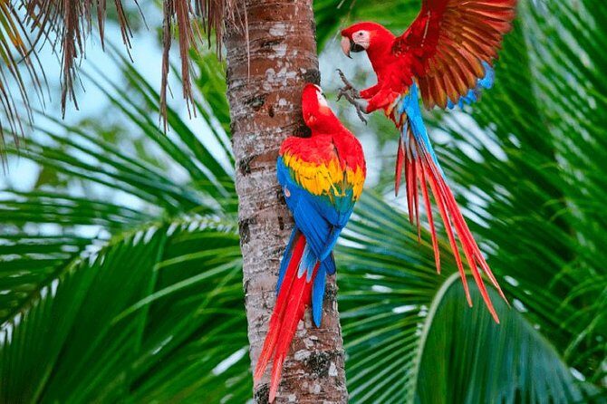 Manu Jungle Tour (4 Days) - A Deep Dive into the Manu Jungle Tour Experience