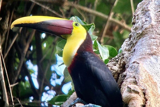 Manuel Antonio National park afternoon wildlife experience - What Really Sets This Tour Apart