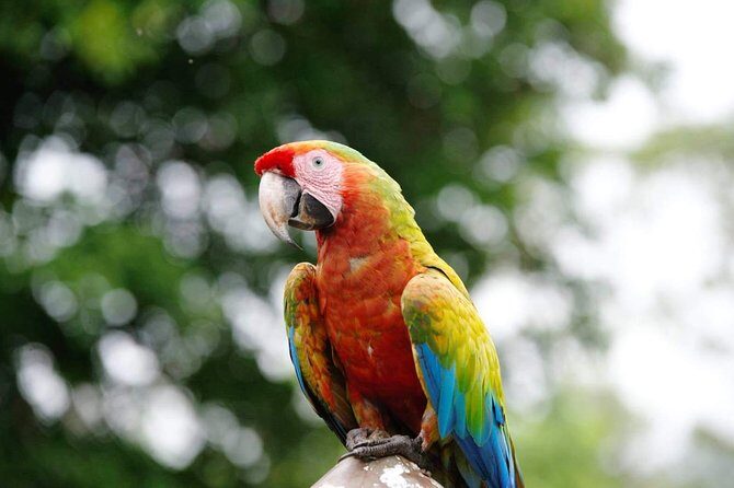 Manuel Antonio National Park; Beach & Sightseeing Day Trip from San Jose - Authentic Experiences and Practical Details