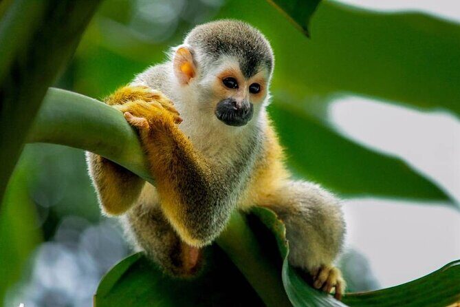 Manuel Antonio National Park Day Trip from San Jose - The Value of This Tour