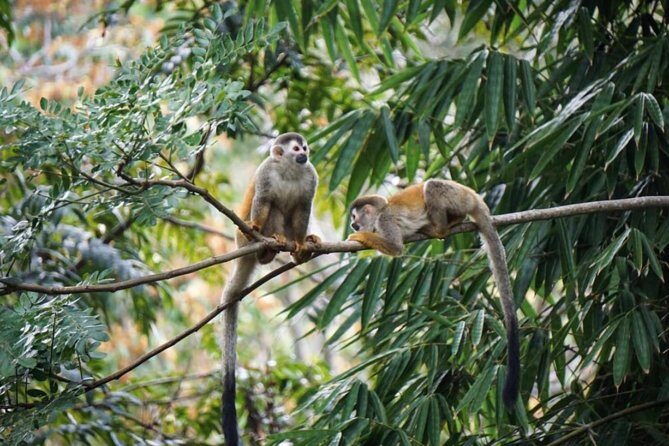 Manuel Antonio National Park from San José - Practical Tips for Travelers