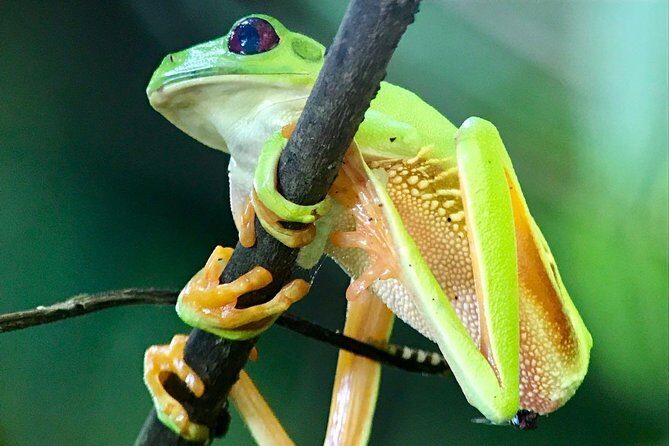 Manuel Antonio National Park Hiking Guided Tour - The Itinerary: What Happens During the Tour?