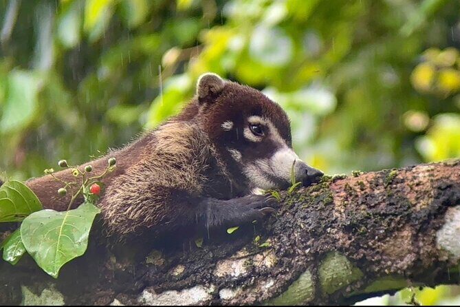 Manuel Antonio National Park Nature Walk with a Certified Guide - Practical Tips for Making the Most of Your Tour