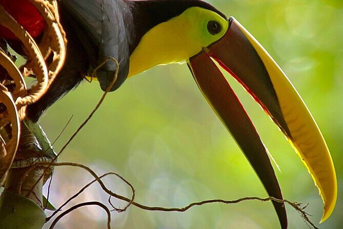 Manuel Antonio with Mauro / Tickets not Included! - Final Thoughts