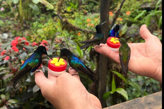 Mindo Cloud Forest Guided Private Tour with Fees Included - The Final Adventure: Mindo Waterfalls and Optional Fees