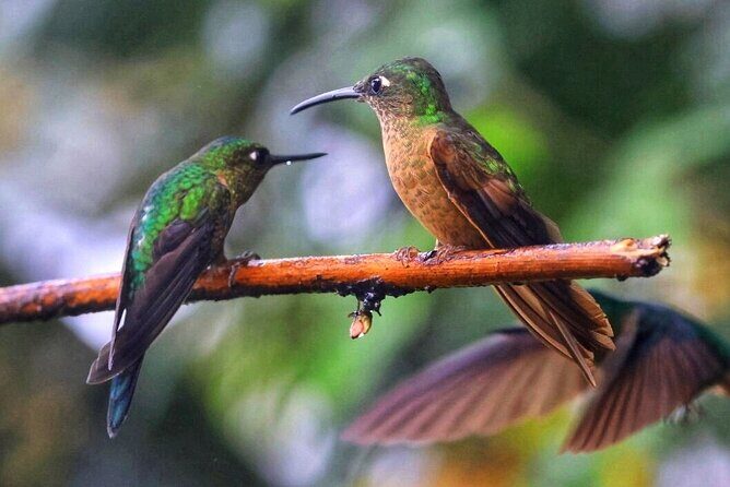 Mindo Cloud Forest Private Tour: Chocolate, Coffee, Birds, Nature - Who Should Consider This Tour?
