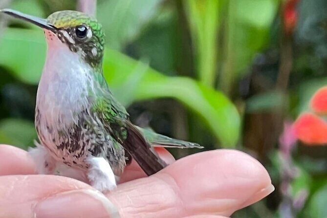 Mindo Private Day Tour: Hummingbirds, Waterfalls, Butterflies ... - Exploring Mindos Waterfalls and Tarabita