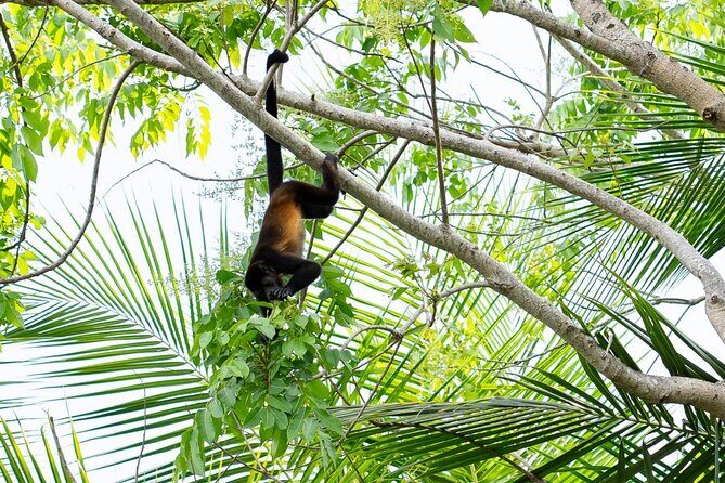 Monkey Mangrove tour - FAQ