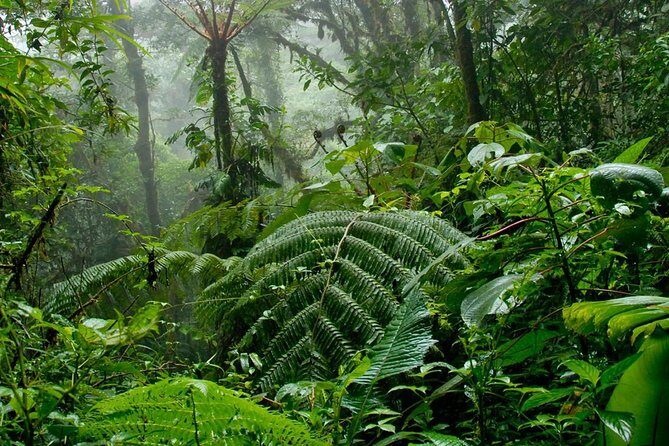 Monteverde Cloud Forest Hanging Bridges Tour from San Jose - The Sum Up: Is It Worth It?