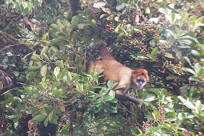 Monteverde Cloud Forest Nature Tour - A Deep Dive into the Monteverde Cloud Forest Nature Tour