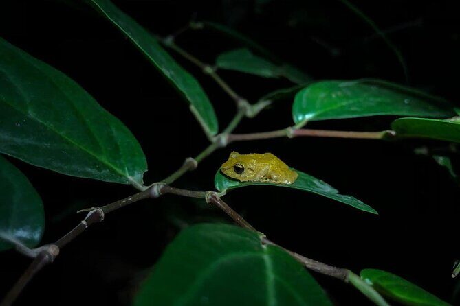 Monteverde Coffee, Chocolate and Night Tour - In-Depth Look at the Tour Experience