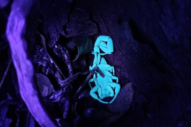 Monteverde Night Tour Unique Experience - A Deep Dive into the Monteverde Night Tour Experience