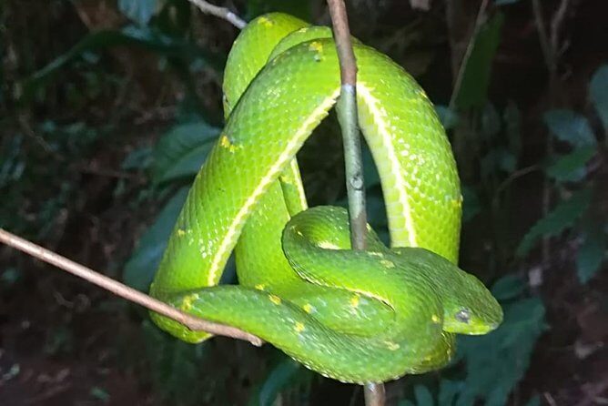 Monteverde Night Tour with a Certified Tour Guide (6 PM or 8 PM) - A Closer Look at the Monteverde Night Tour