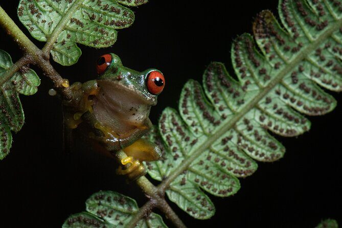 Monteverde Rain Forest Night Walk - Why Choose This Night Walk?
