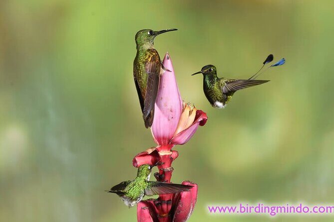 Mystical Mindo Marvels: A Daylong Dive into Nature's Dreamland! - Exploring Mindo Town and Its Reserves