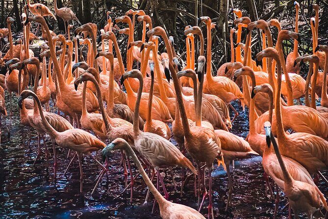 National Aviary & Mambo Beach Club Baru - Playa Blanca - What to Expect and How to Prepare