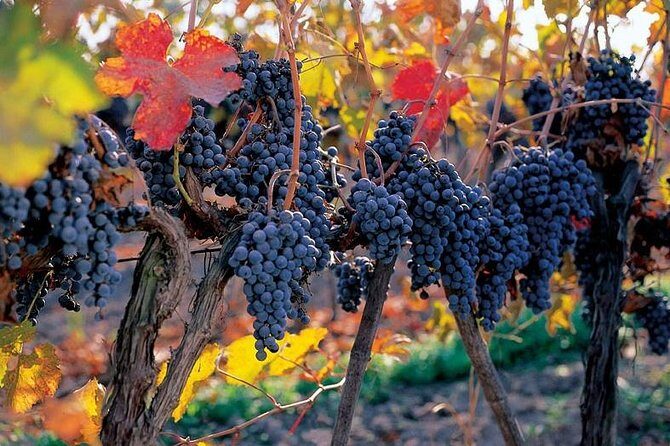 New Experience Concha y Toro Winery Tour from Santiago - Who Should Consider This Tour?