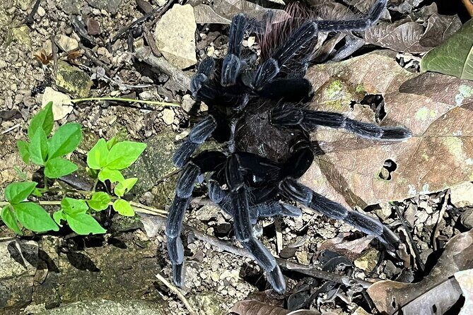 Night tour guided experience Uvita - Who Will Love This Tour?